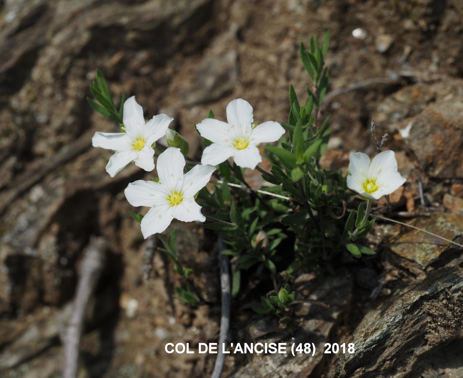 Sandwort, Mountain